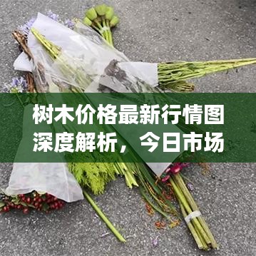 樹木價格最新行情圖深度解析，今日市場動態(tài)一網(wǎng)打盡！