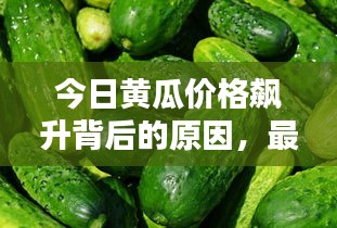 今日黃瓜價(jià)格飆升背后的原因，最新消息全面解析
