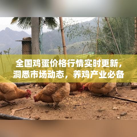 全國(guó)雞蛋價(jià)格行情實(shí)時(shí)更新，洞悉市場(chǎng)動(dòng)態(tài)，養(yǎng)雞產(chǎn)業(yè)必備參考資訊平臺(tái)