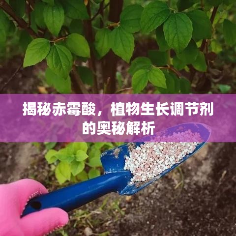 揭秘赤霉酸，植物生長調(diào)節(jié)劑的奧秘解析