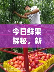 今日鮮果探秘，新鮮果實(shí)世界的最新動態(tài)