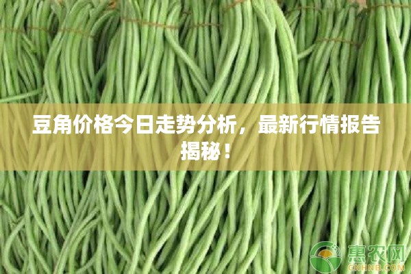 豆角價(jià)格今日走勢(shì)分析，最新行情報(bào)告揭秘！
