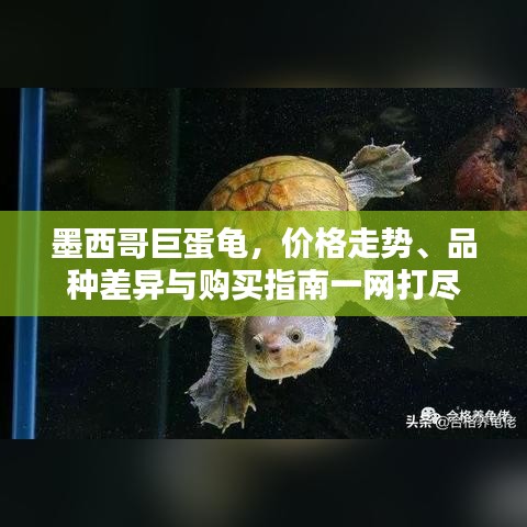 墨西哥巨蛋龜，價(jià)格走勢(shì)、品種差異與購(gòu)買(mǎi)指南一網(wǎng)打盡