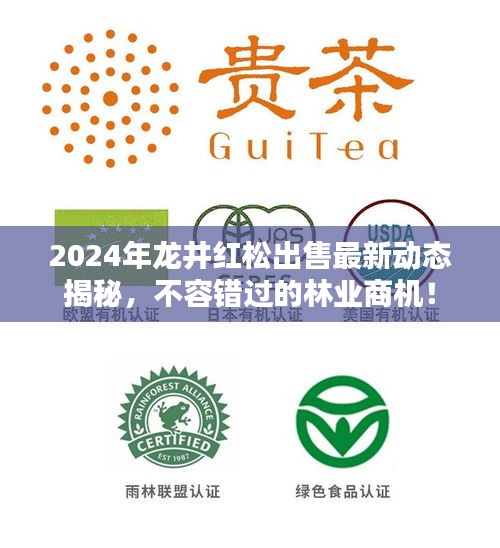 2024年龍井紅松出售最新動態(tài)揭秘，不容錯過的林業(yè)商機！