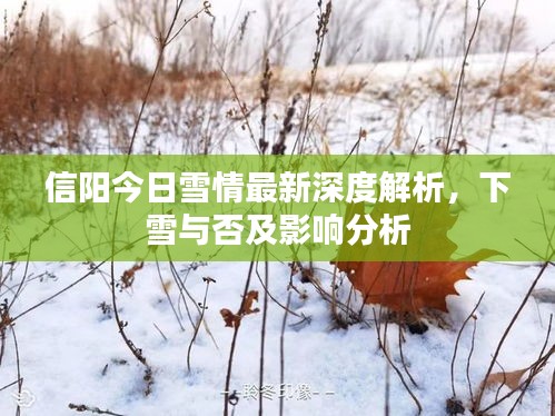 信陽今日雪情最新深度解析，下雪與否及影響分析