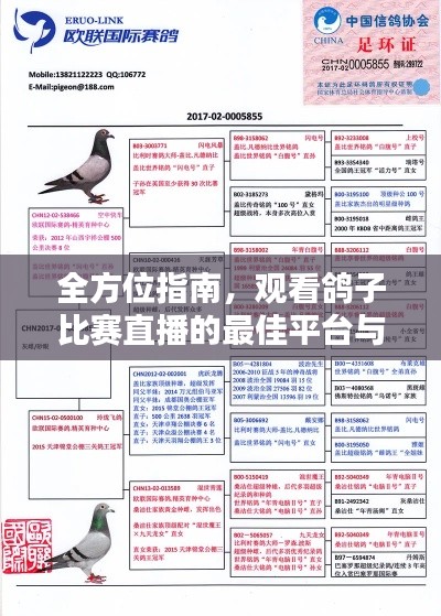 全方位指南，觀看鴿子比賽直播的最佳平臺(tái)與渠道！