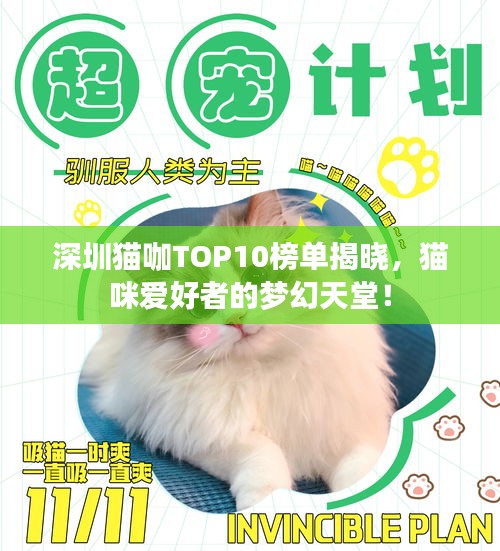深圳貓咖TOP10榜單揭曉，貓咪愛好者的夢(mèng)幻天堂！
