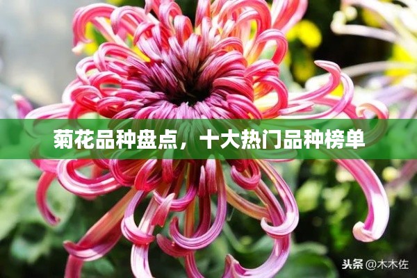 菊花品種盤點，十大熱門品種榜單