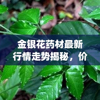 金銀花藥材最新行情走勢(shì)揭秘，價(jià)格動(dòng)態(tài)與市場(chǎng)趨勢(shì)分析