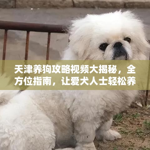 天津養(yǎng)狗攻略視頻大揭秘，全方位指南，讓愛犬人士輕松養(yǎng)寵！