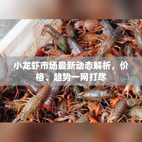小龍蝦市場最新動態(tài)解析，價(jià)格、趨勢一網(wǎng)打盡
