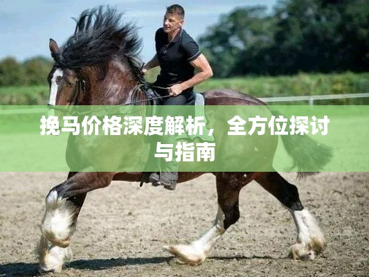 挽馬價(jià)格深度解析，全方位探討與指南