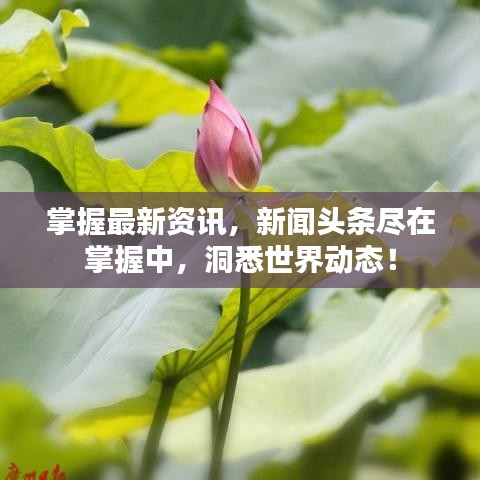 掌握最新資訊，新聞頭條盡在掌握中，洞悉世界動態(tài)！