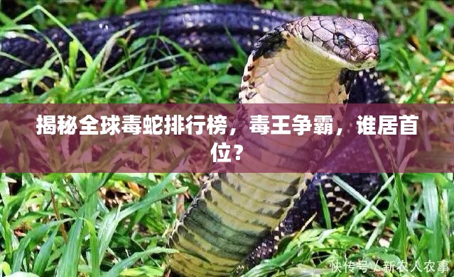 揭秘全球毒蛇排行榜，毒王爭霸，誰居首位？