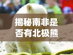 揭秘南非是否有北極熊存在？百度帶你探尋真相！