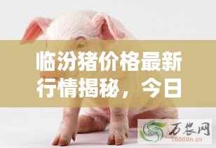 臨汾豬價(jià)格最新行情揭秘，今日走勢(shì)分析與預(yù)測(cè)
