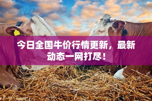 今日全國牛價行情更新，最新動態(tài)一網(wǎng)打盡！