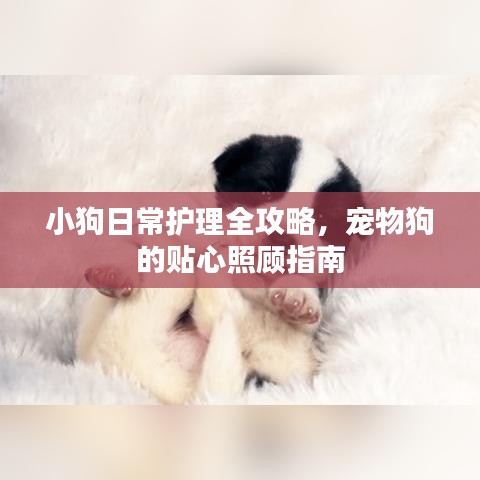 小狗日常護(hù)理全攻略，寵物狗的貼心照顧指南