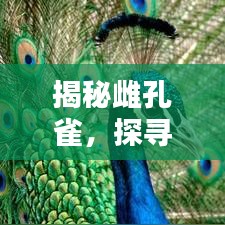 揭秘雌孔雀，探尋百度下的神秘生物世界