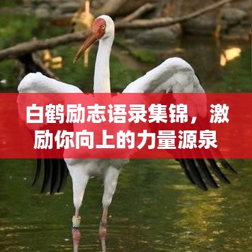 白鶴勵(lì)志語(yǔ)錄集錦，激勵(lì)你向上的力量源泉