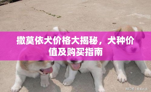 撒莫依犬價(jià)格大揭秘，犬種價(jià)值及購(gòu)買指南