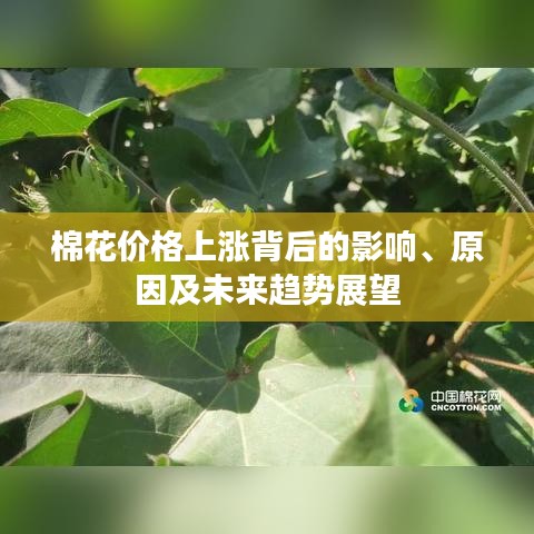 棉花價(jià)格上漲背后的影響、原因及未來(lái)趨勢(shì)展望
