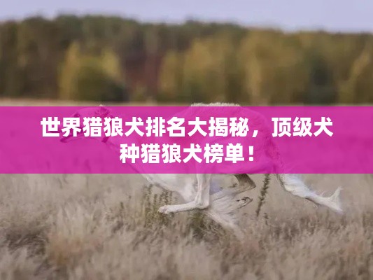 世界獵狼犬排名大揭秘，頂級(jí)犬種獵狼犬榜單！