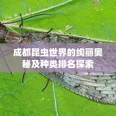 成都昆蟲(chóng)世界的絢麗奧秘及種類(lèi)排名探索