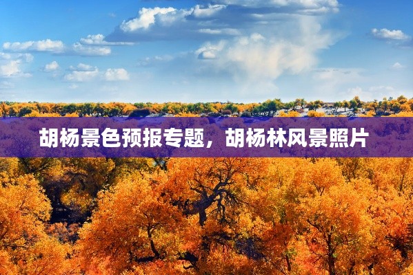 胡楊景色預(yù)報專題，胡楊林風(fēng)景照片 
