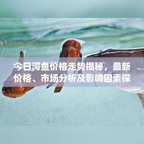 今日河魚(yú)價(jià)格走勢(shì)揭秘，最新價(jià)格、市場(chǎng)分析及影響因素探討