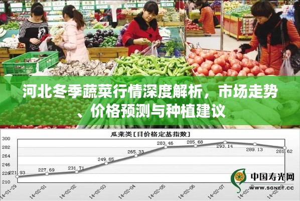 河北冬季蔬菜行情深度解析，市場(chǎng)走勢(shì)、價(jià)格預(yù)測(cè)與種植建議