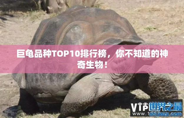 巨龜品種TOP10排行榜，你不知道的神奇生物！