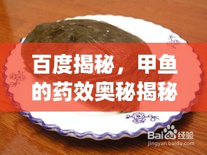 百度揭秘，甲魚的藥效奧秘揭秘！
