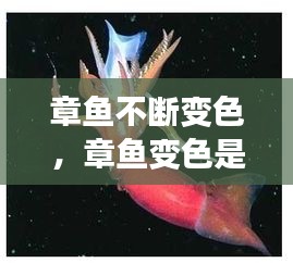章魚不斷變色，章魚變色是主動變異嗎 