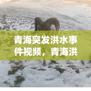guimaijianmai