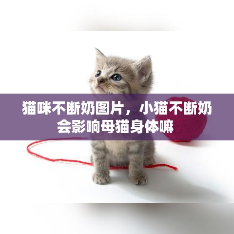 貓咪不斷奶圖片，小貓不斷奶會影響母貓身體嘛 