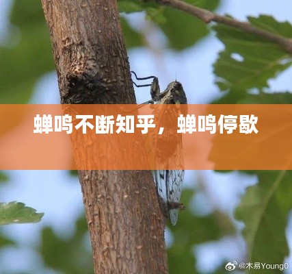 蟬鳴不斷知乎，蟬鳴停歇 
