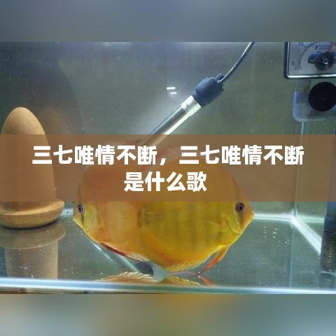 三七唯情不斷，三七唯情不斷是什么歌 