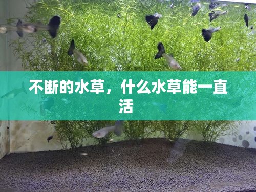 不斷的水草，什么水草能一直活 