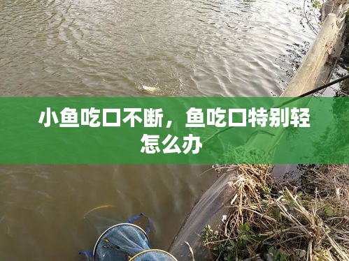 小魚吃口不斷，魚吃口特別輕怎么辦 