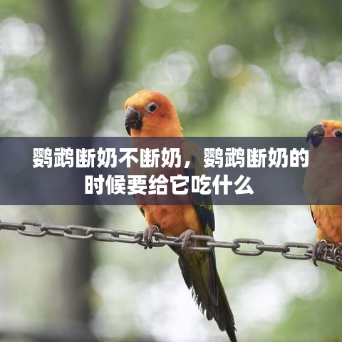 鸚鵡斷奶不斷奶，鸚鵡斷奶的時(shí)候要給它吃什么 