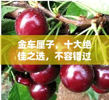 金車厘子，十大絕佳之選，不容錯過！