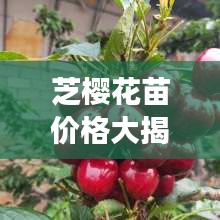 芝櫻花苗價(jià)格大揭秘，價(jià)值與種植成本全解析