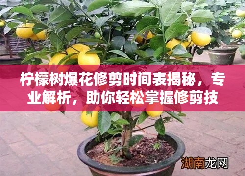 檸檬樹爆花修剪時間表揭秘，專業(yè)解析，助你輕松掌握修剪技巧