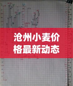 滄州小麥價(jià)格最新動(dòng)態(tài)，市場(chǎng)走勢(shì)與影響因素深度解析