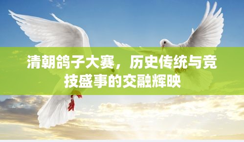 清朝鴿子大賽，歷史傳統(tǒng)與競技盛事的交融輝映